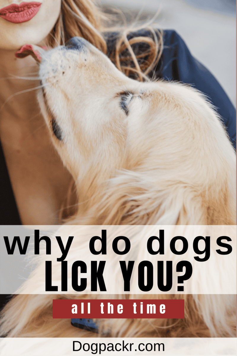 Why Do Dogs Lick You? All Reasons Explained dogpackr