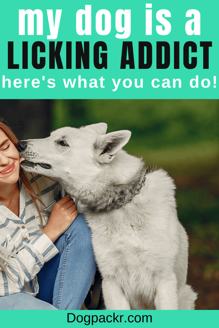 Why Do Dogs Lick You? All Reasons Explained dogpackr