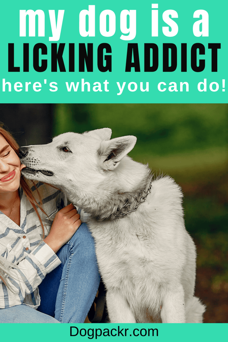 Why Do Dogs Lick You? All Reasons Explained dogpackr