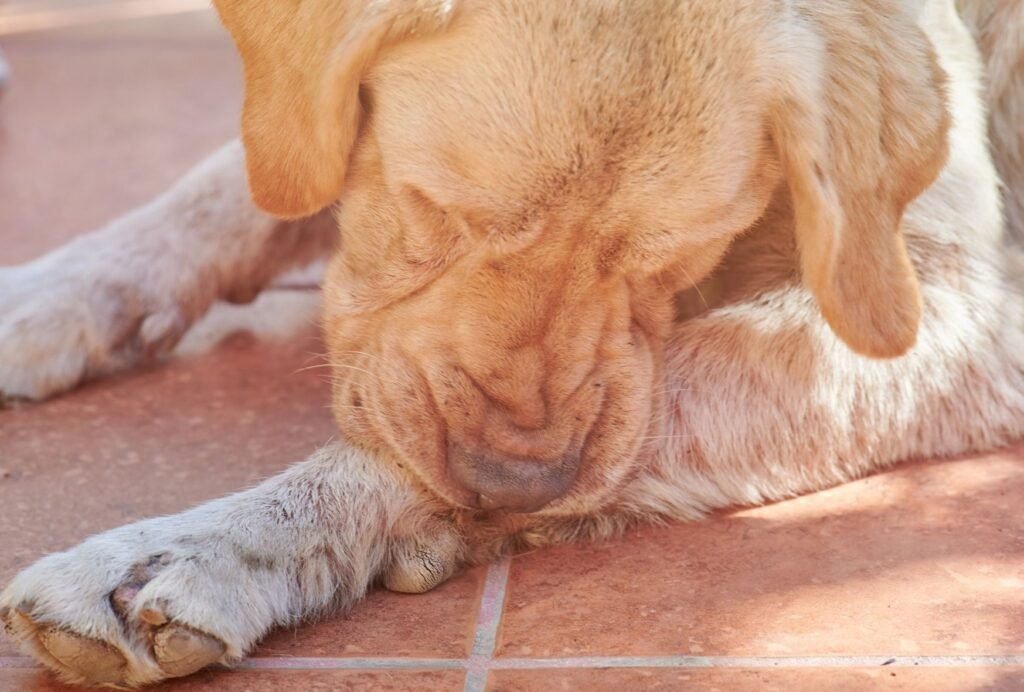 dry skin can be a reason why your dog chews his paws