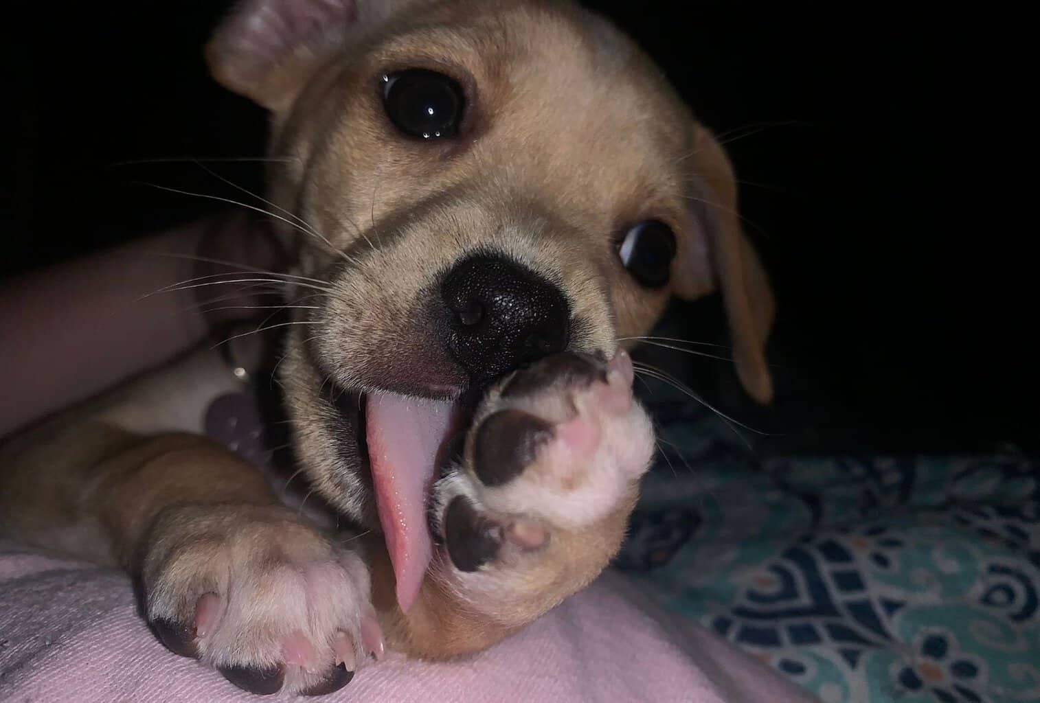 Why Does My Dog Chew His Paws? dogpackr