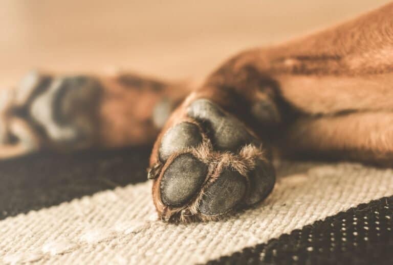 Why Does My Dog Chew His Paws? dogpackr