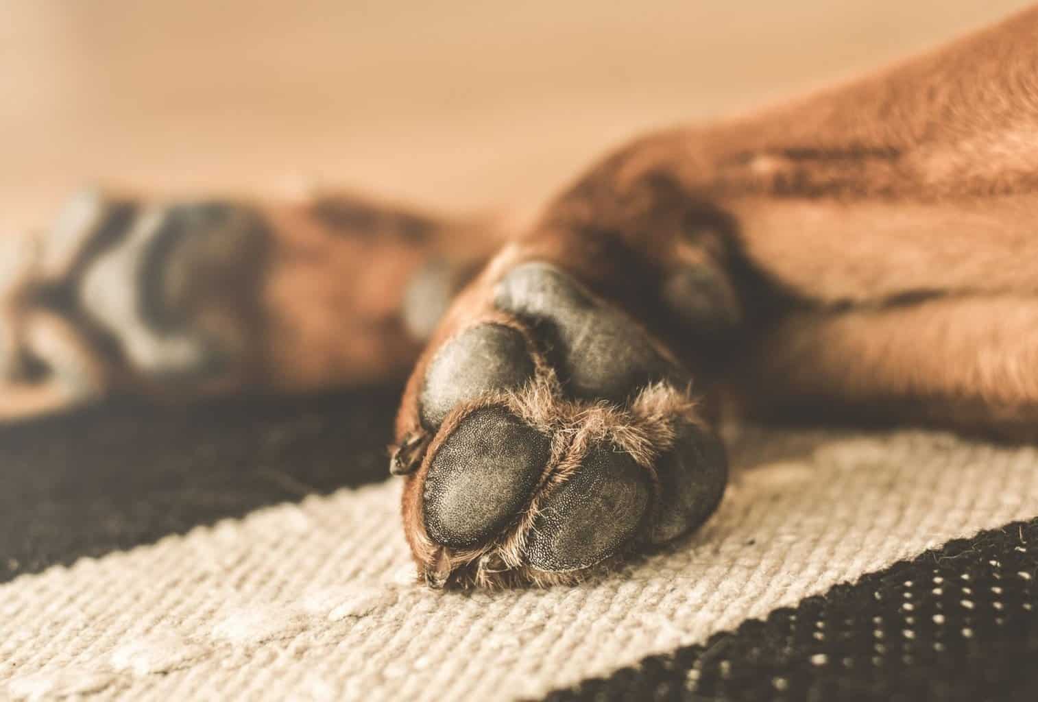 Why Does My Dog Chew His Paws? dogpackr