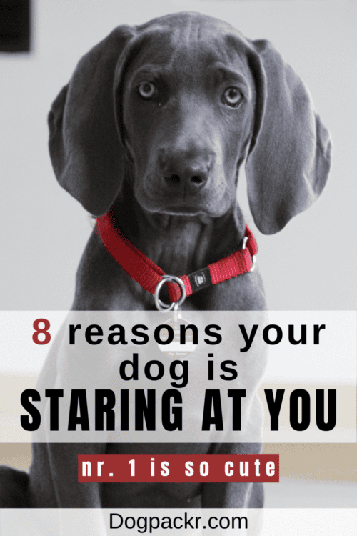 Why Does My Dog Stare at Me? (You'll be surprised) dogpackr