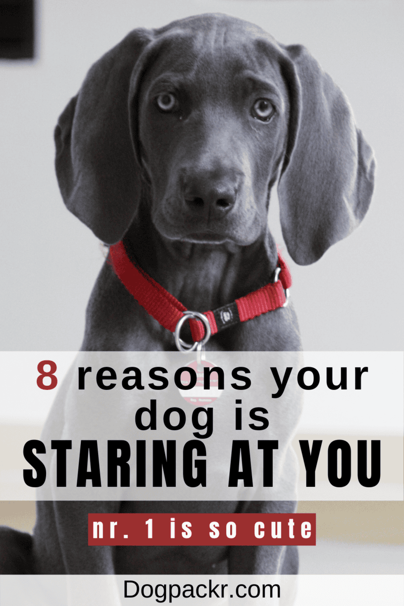 Why Does My Dog Stare at Me? (You'll be surprised) dogpackr