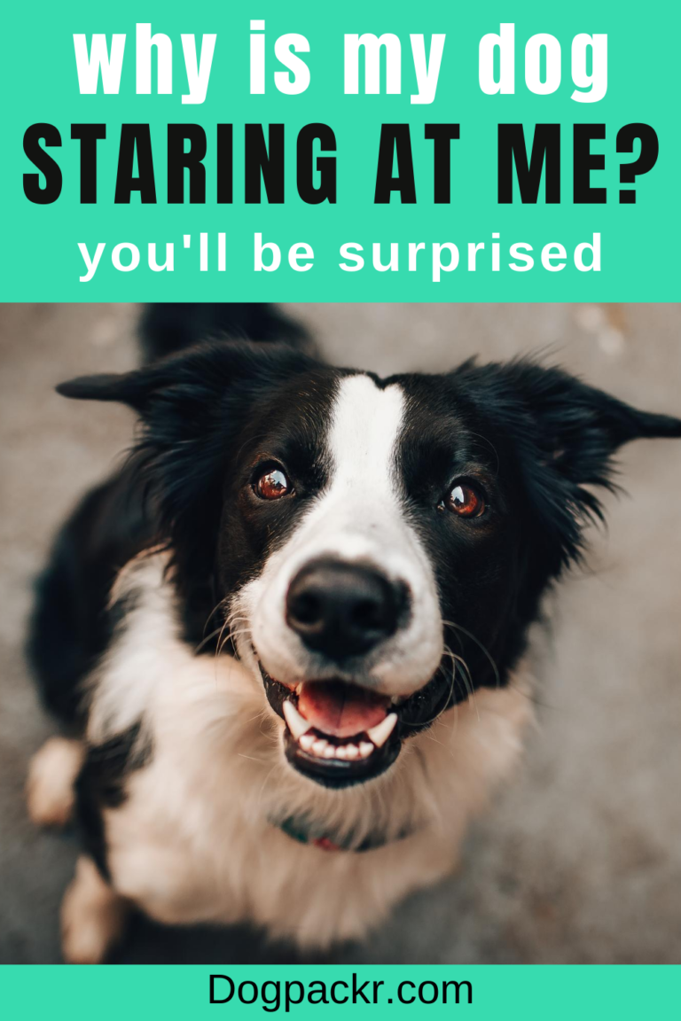Why Does My Dog Stare at Me? (You'll be surprised) dogpackr