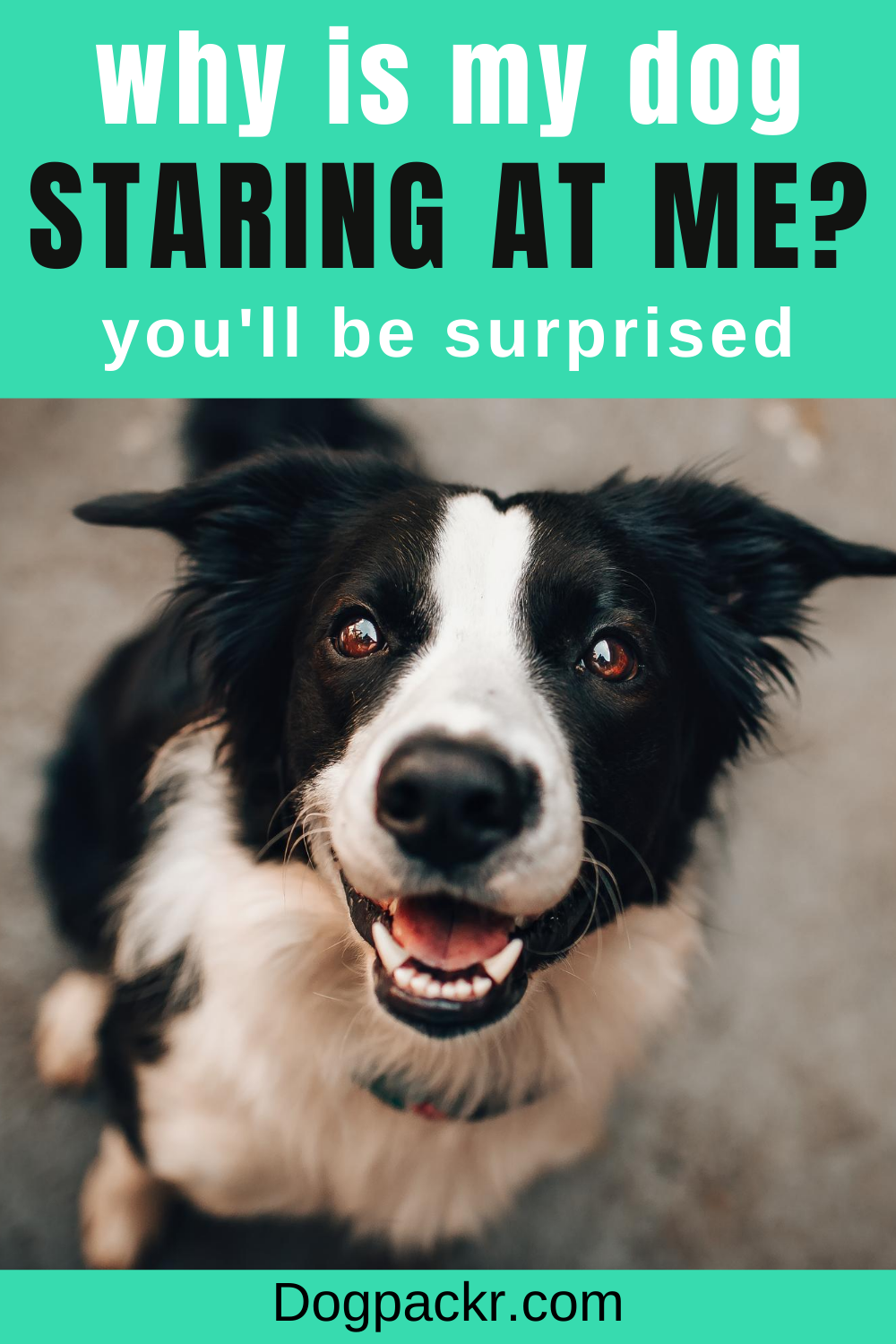 Why Does My Dog Stare at Me? (You'll be surprised) - dogpackr