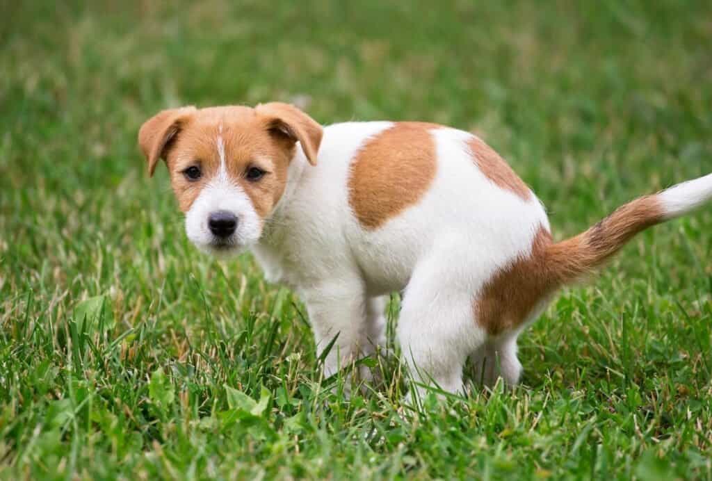 If your dog stares at you while pooping he's looking for security from you as the pack leader