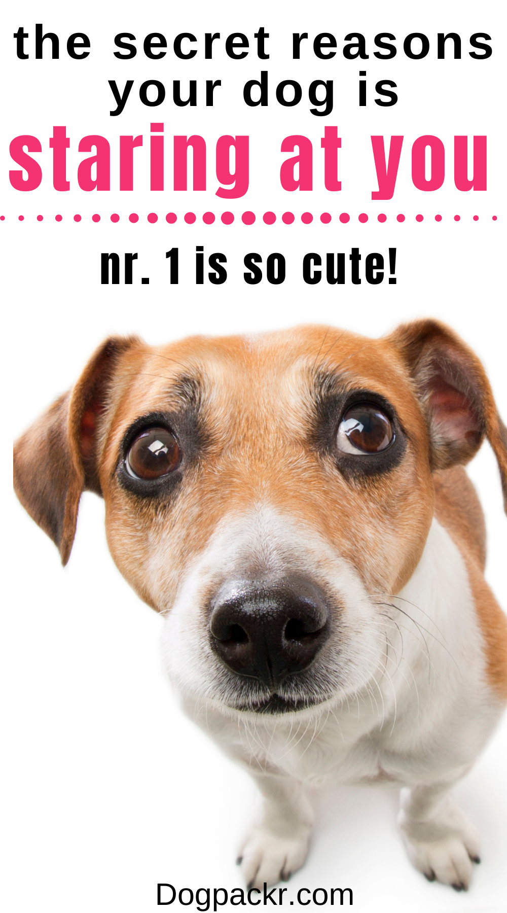 Why Does My Dog Stare at Me? (You'll be surprised) dogpackr