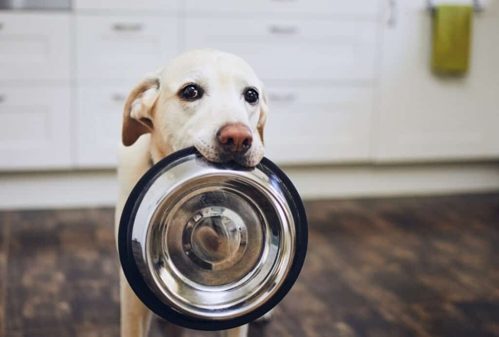 best dog food delivery service