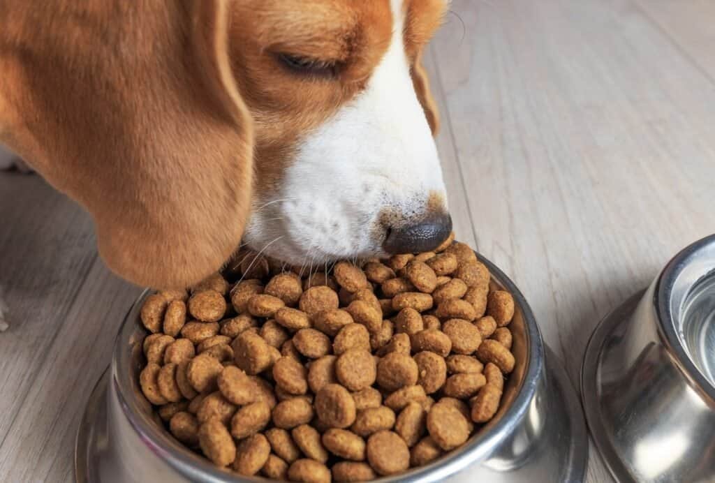 Kibble is probably the most common dog food, as it's easy to store and mostly the cheapest option
