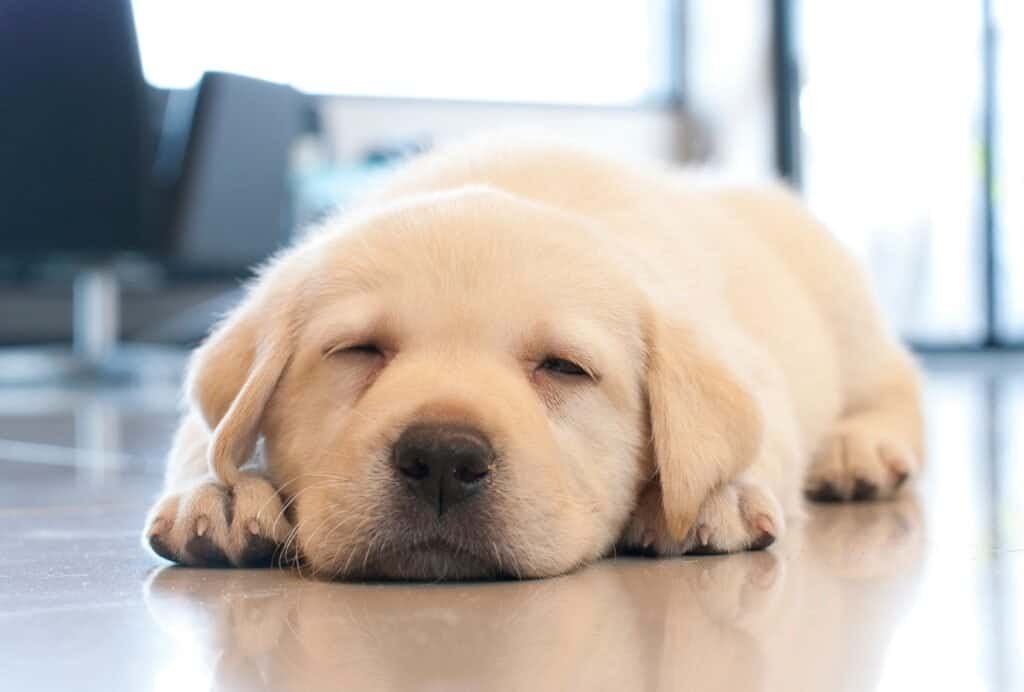 how much does an 8-week old puppy sleep?