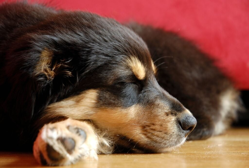 Puppies sleep up to 20 hours a day. If you also count in relaxing, you might even end up with 22 hours of chill time in 24 hours!