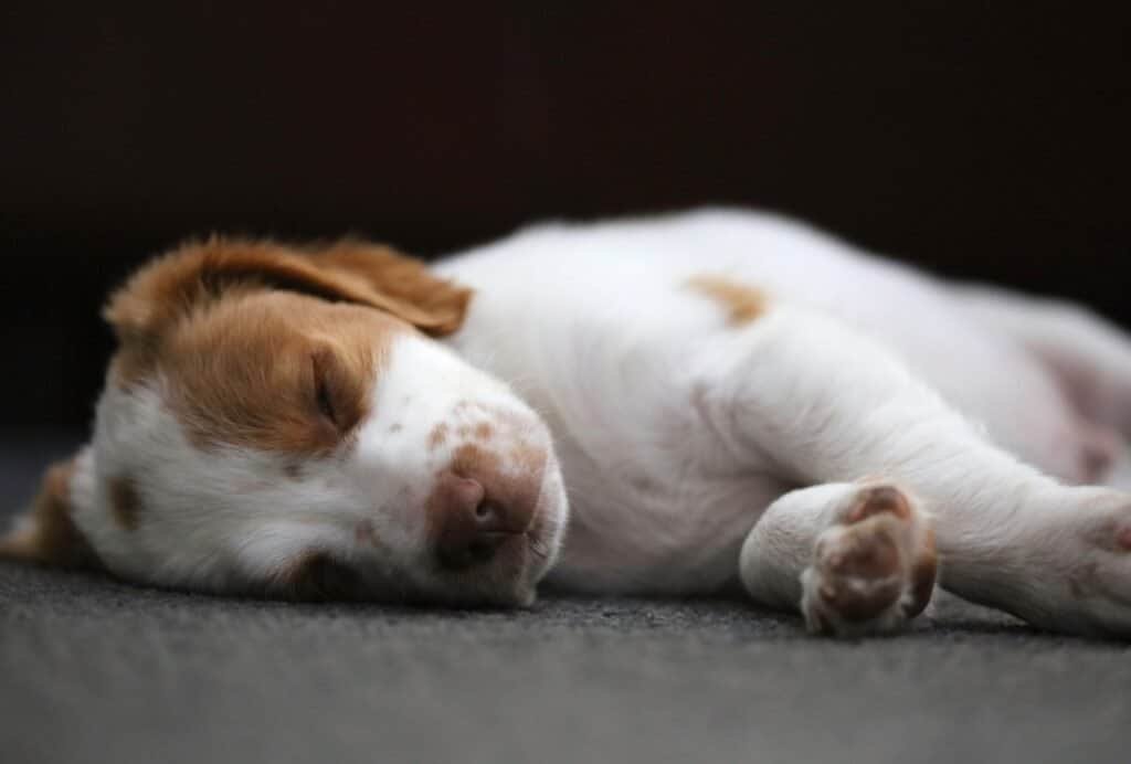 how long do 9 week old puppies sleep