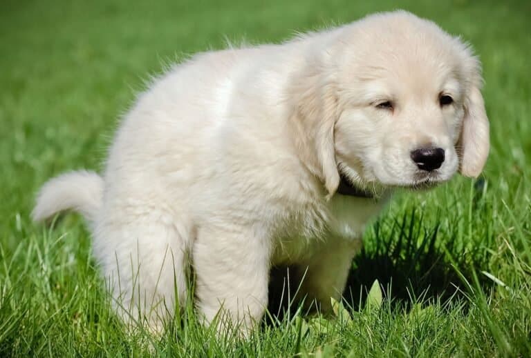 How Much Does an 8Week Old Puppy Sleep? dogpackr