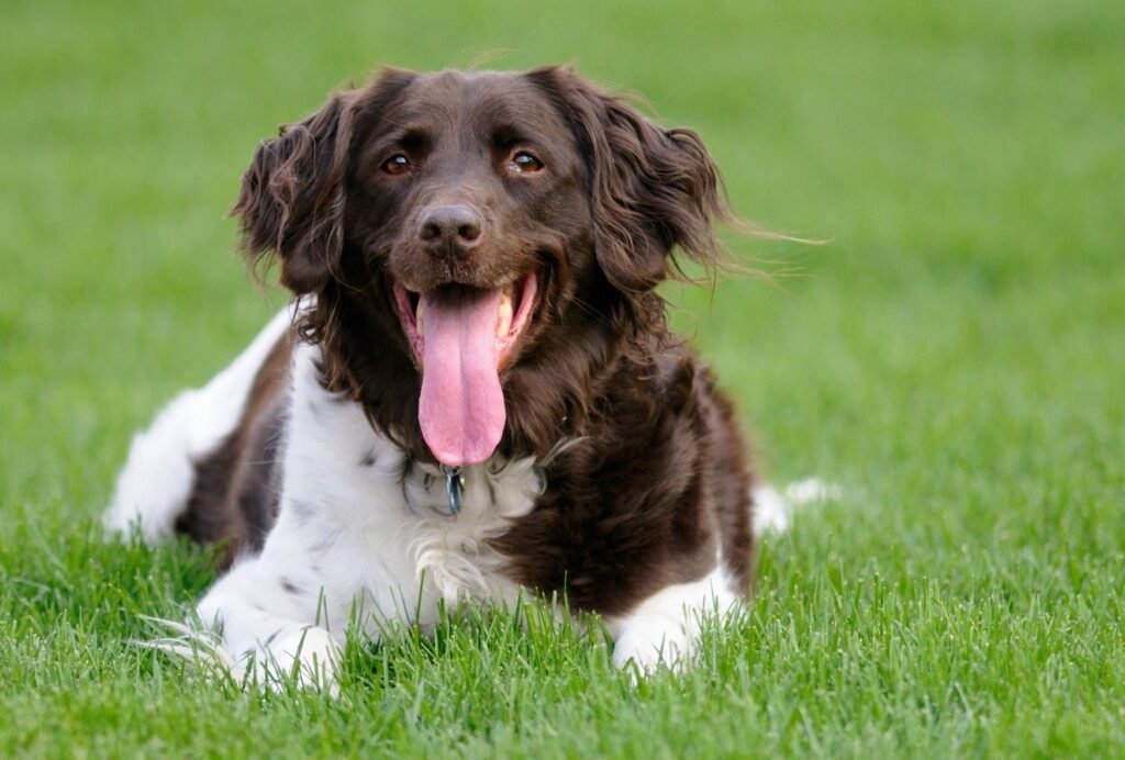 If your dog is panting a lot and there isn't any apparent reason for it, he might actually be stressed