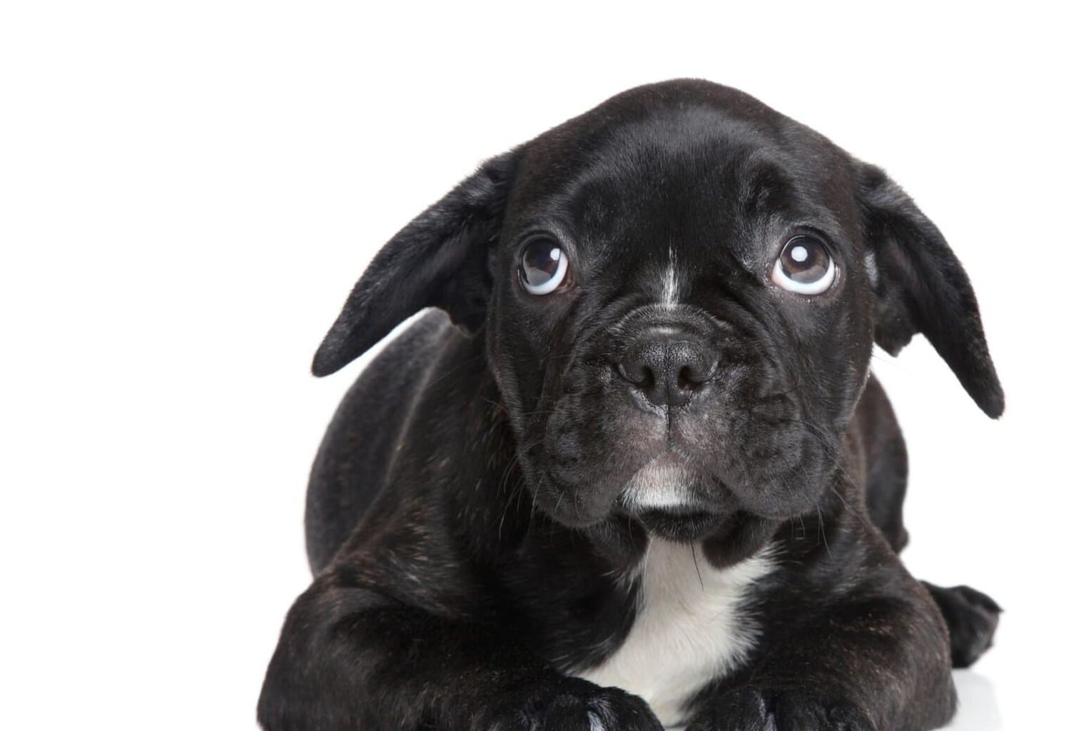 How to Calm a Stressed Dog Naturally 11 tips dogpackr