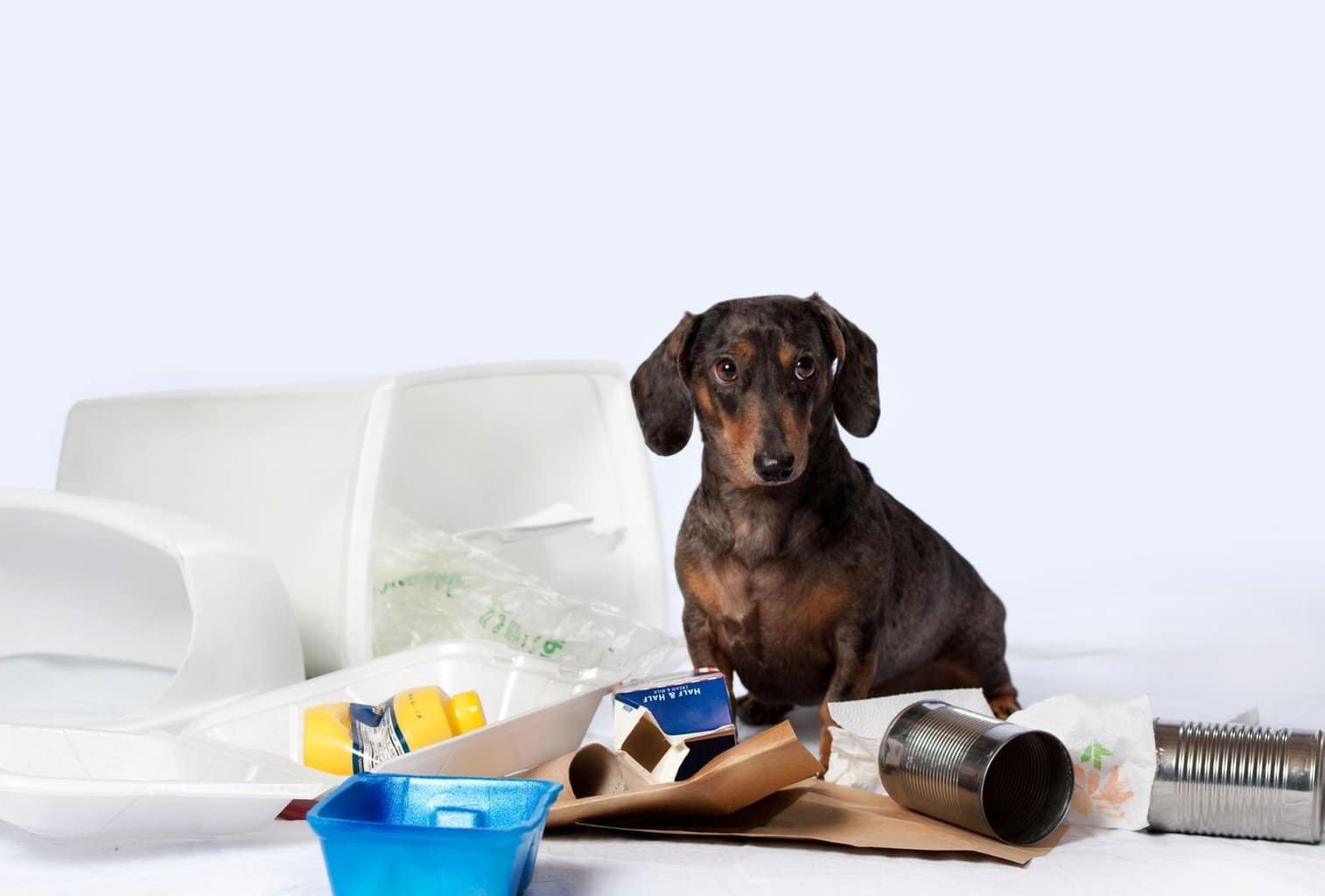 9 Tips to Keep Dogs Out of the Trash dogpackr