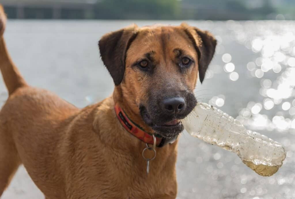 Dogs mostly get into the trash because they love the smells, they're bored or they're hungry