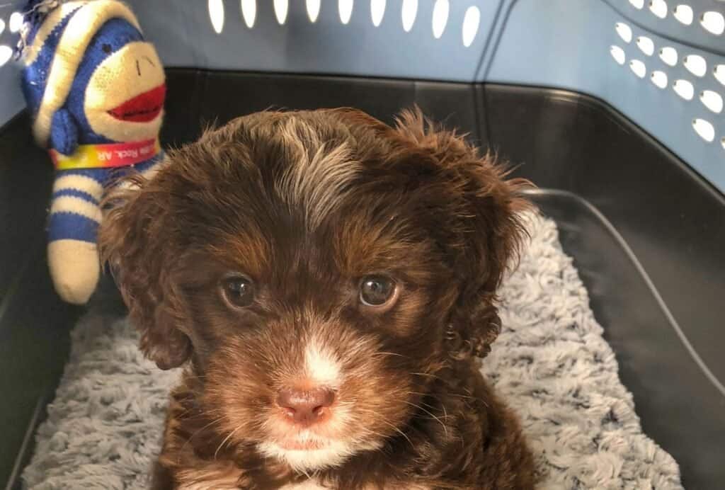 If done right, dogs love crates as their little, safe den