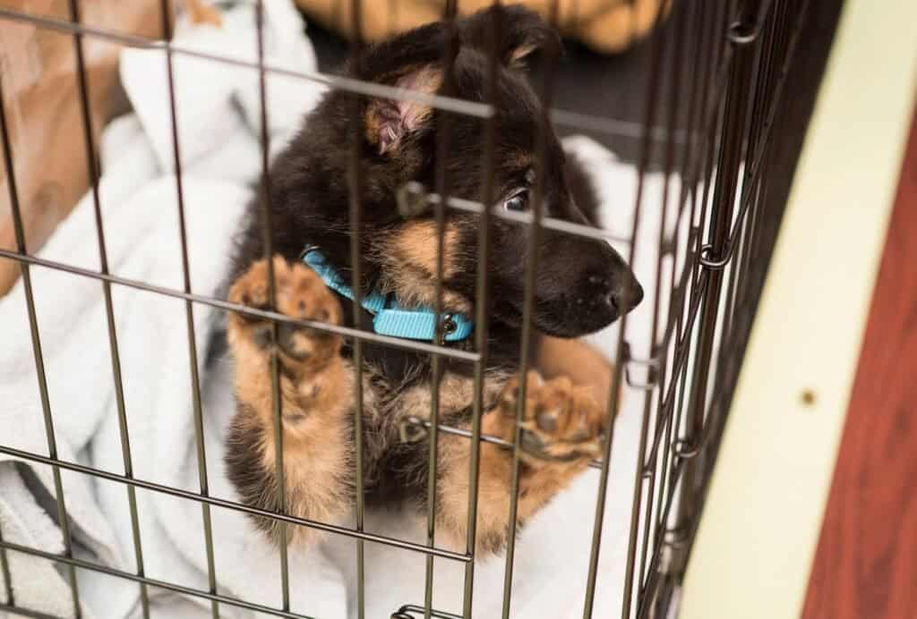 crate training schedule for a puppy