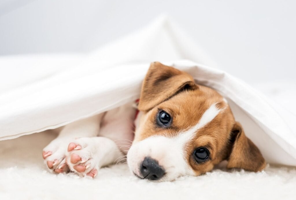 Crates are especially helpful if your puppy struggles to relax on his own