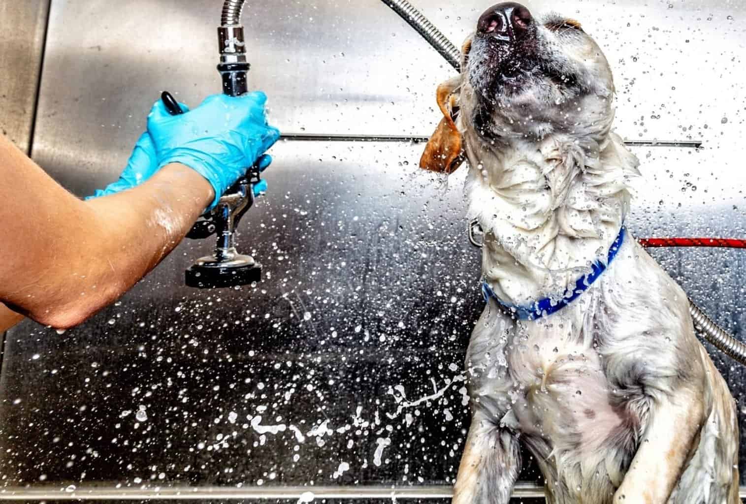 Why Do Dogs Get Hyper After Baths? dogpackr