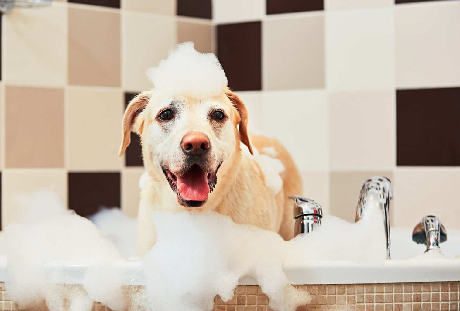 Why Do Dogs Get Hyper After Baths? dogpackr