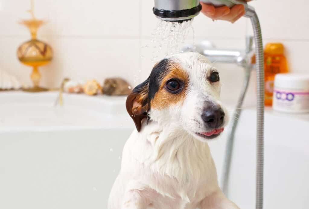 Most dogs can't wait for the bath to be over and get hyper because they're relieved