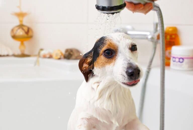 Why Do Dogs Get Hyper After Baths? dogpackr