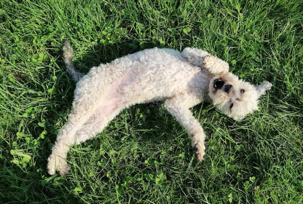 Running around and rubbing themselves on grass or carpets helps dogs raise their internal body temperature