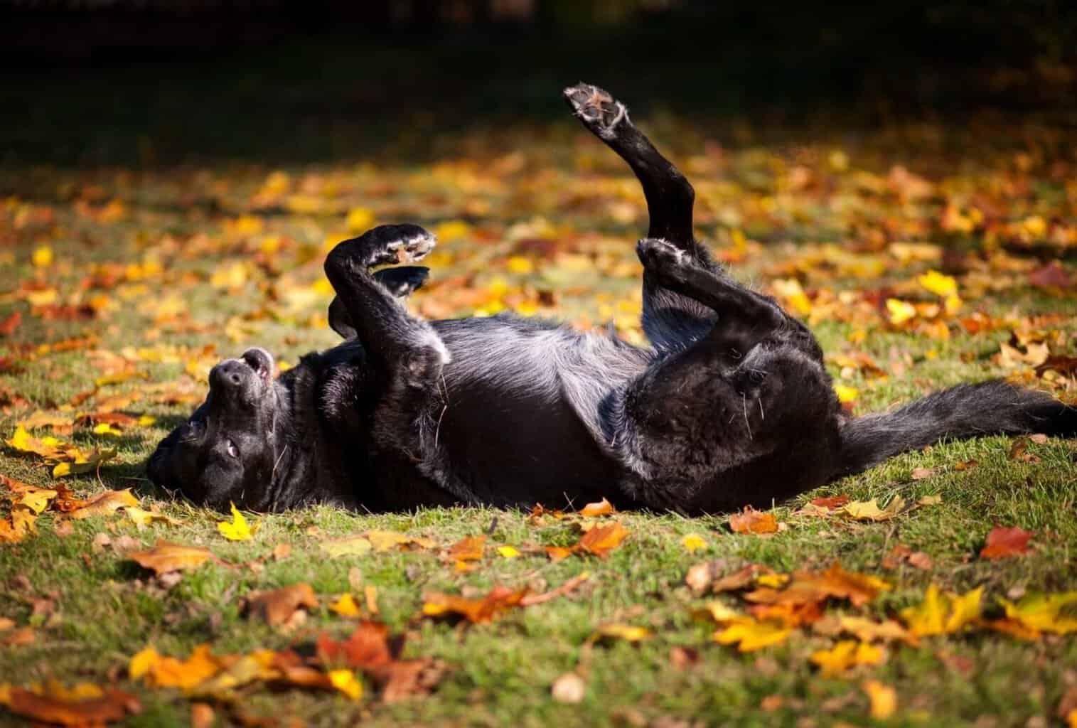 Why Do Dogs Get Hyper After Baths? dogpackr