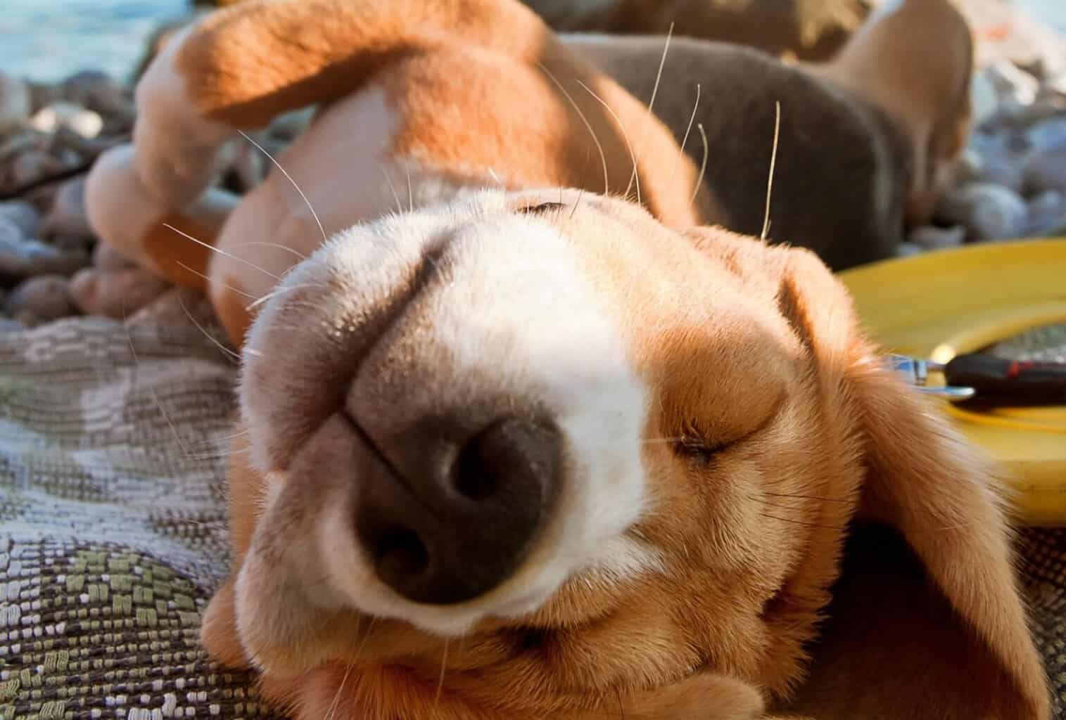 Why Do Dogs Like to Lay in the Sun? dogpackr