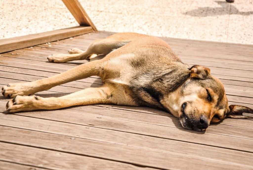 Why do dogs like to lay in the sun