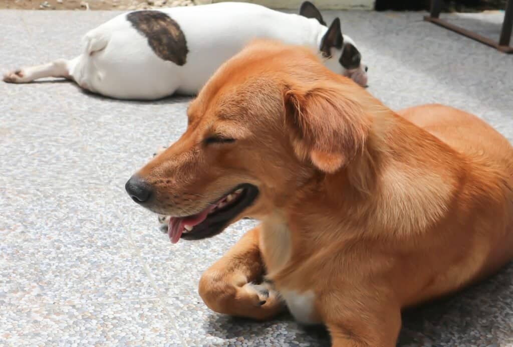 Sunbathing is generally healthy for dogs, as long as it's not for the whole day