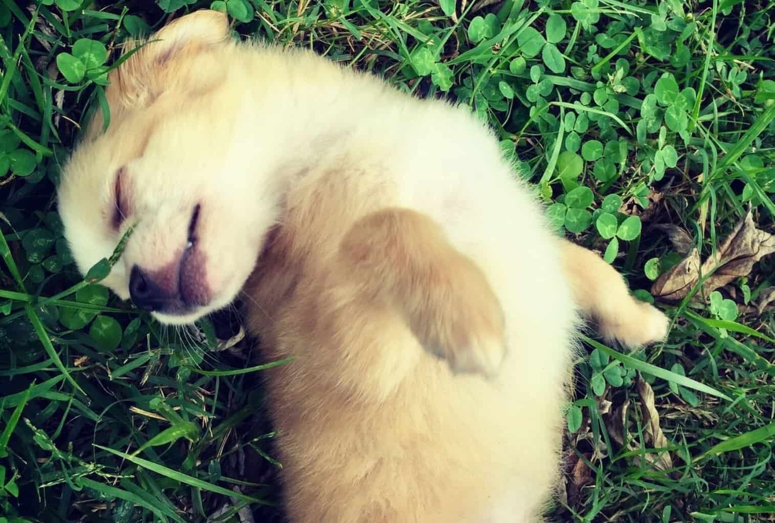 why-do-dogs-like-sleeping-on-the-bed