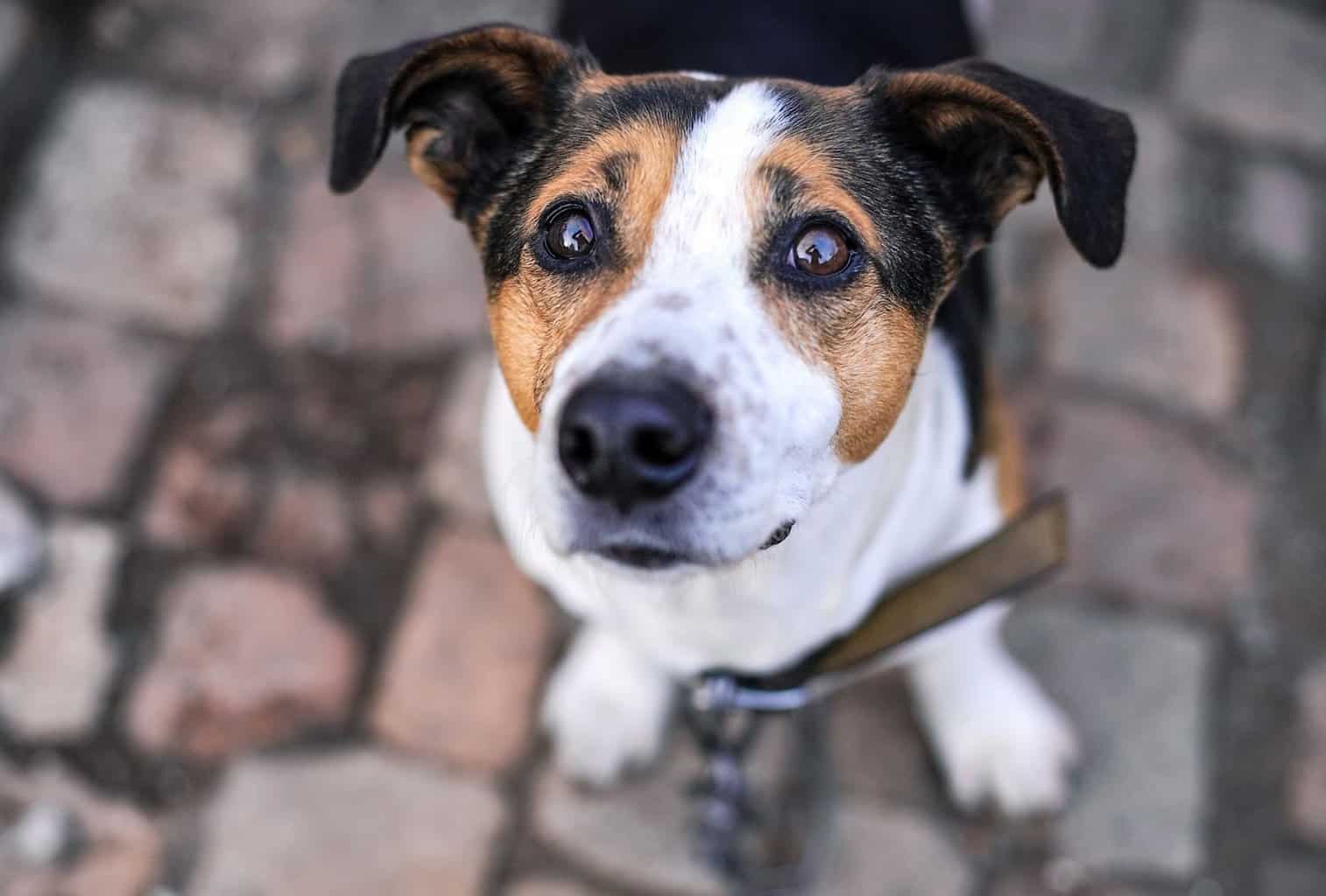 Why Is My Dog So Clingy? dogpackr