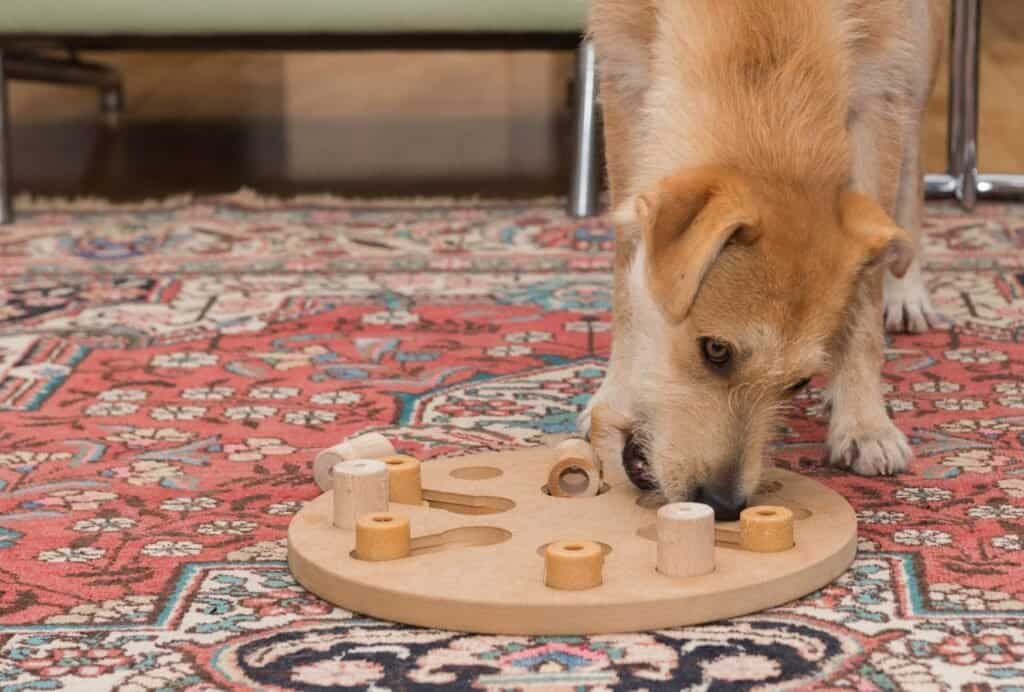 Dog puzzles are a great way to provide some mental stimulation for your dog