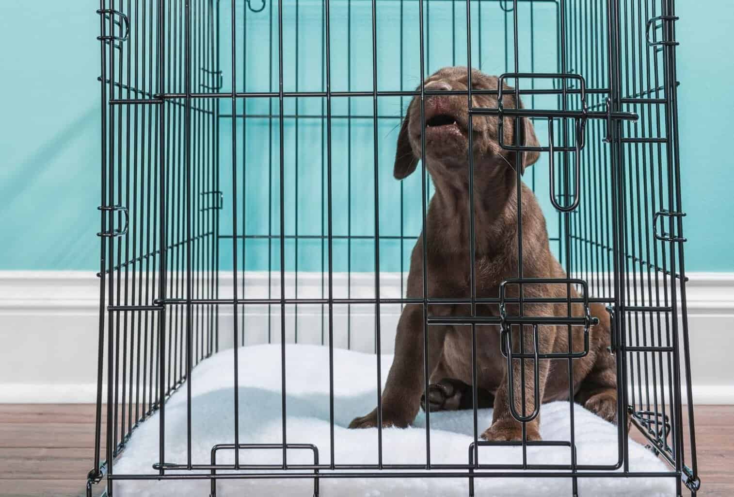 My Dog Won’t Go in His Crate What Can I Do? dogpackr