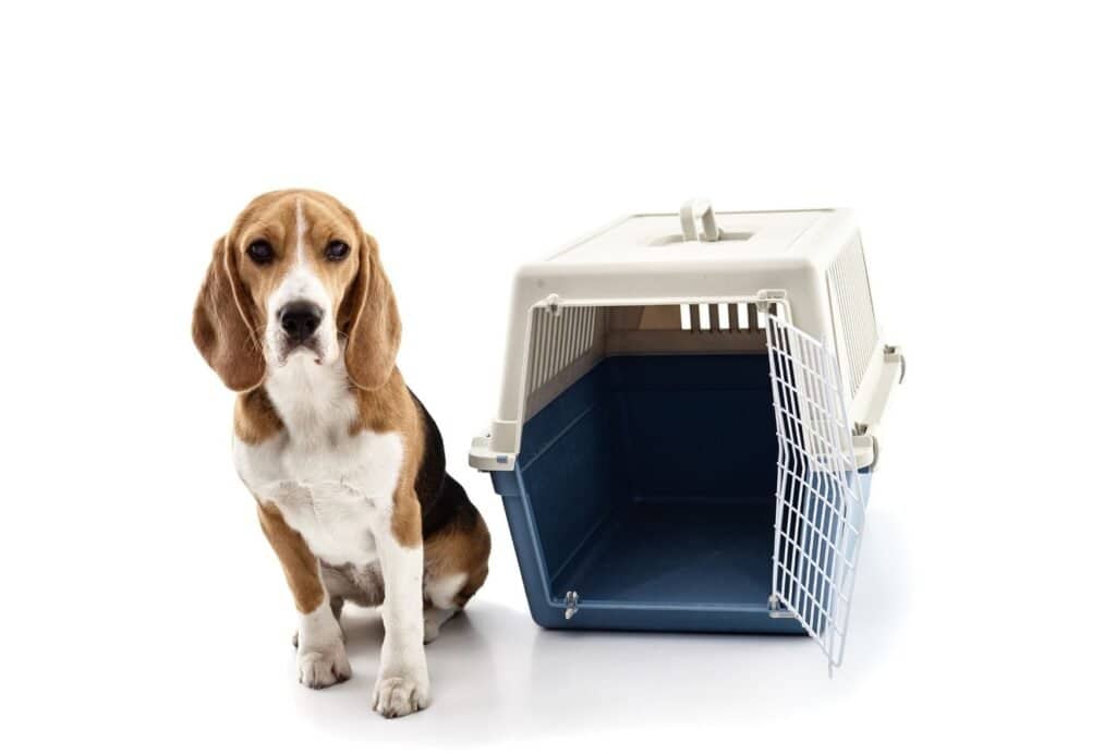 dog won't go in crate