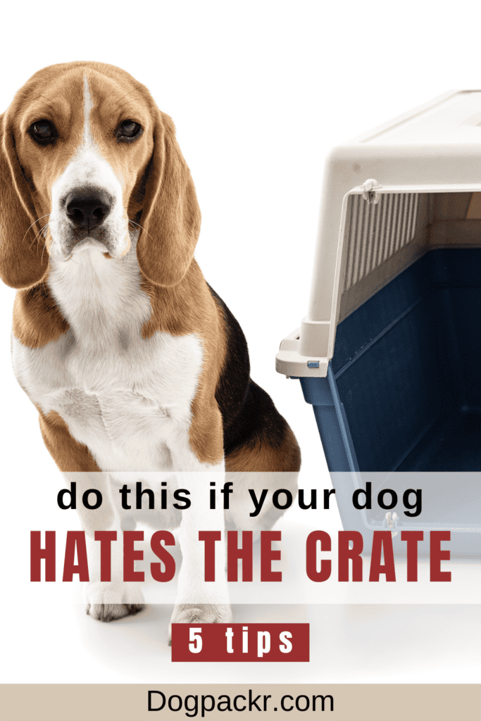 My Dog Won’t Go in His Crate What Can I Do? dogpackr