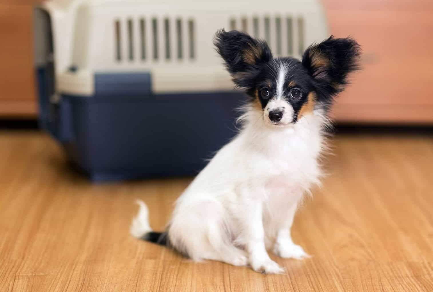 My Dog Won’t Go in His Crate What Can I Do? dogpackr