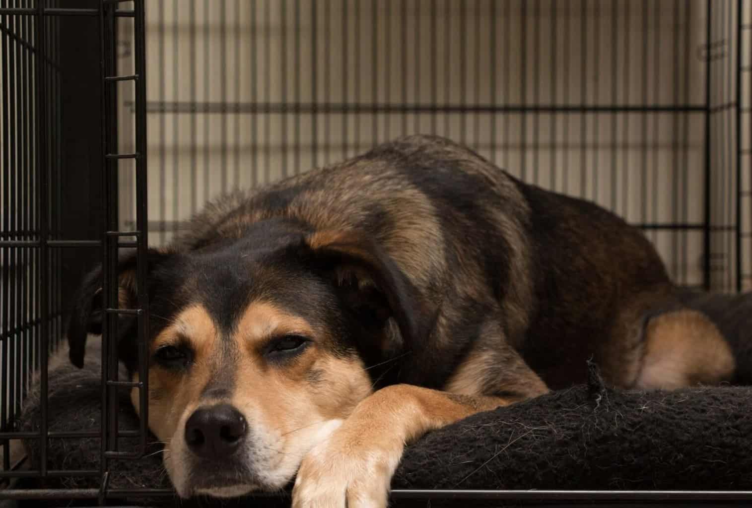 My Dog Won’t Go in His Crate What Can I Do? dogpackr