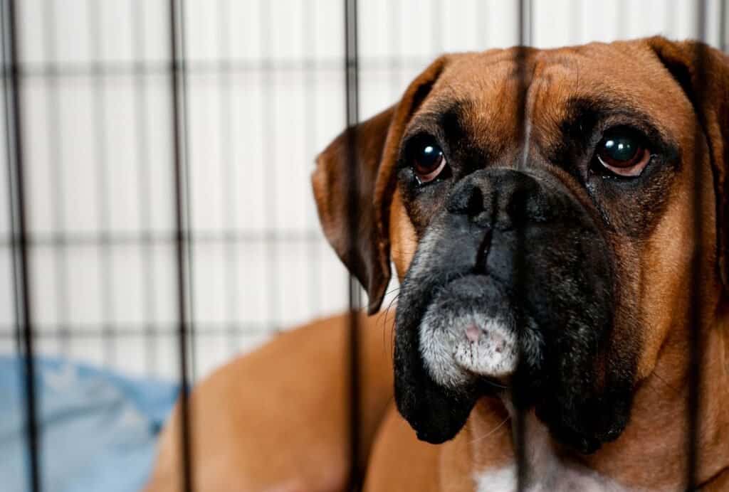 If your dog isn't highly food motivated, you can also try his favorite toy or plush teddy to get him in the crate