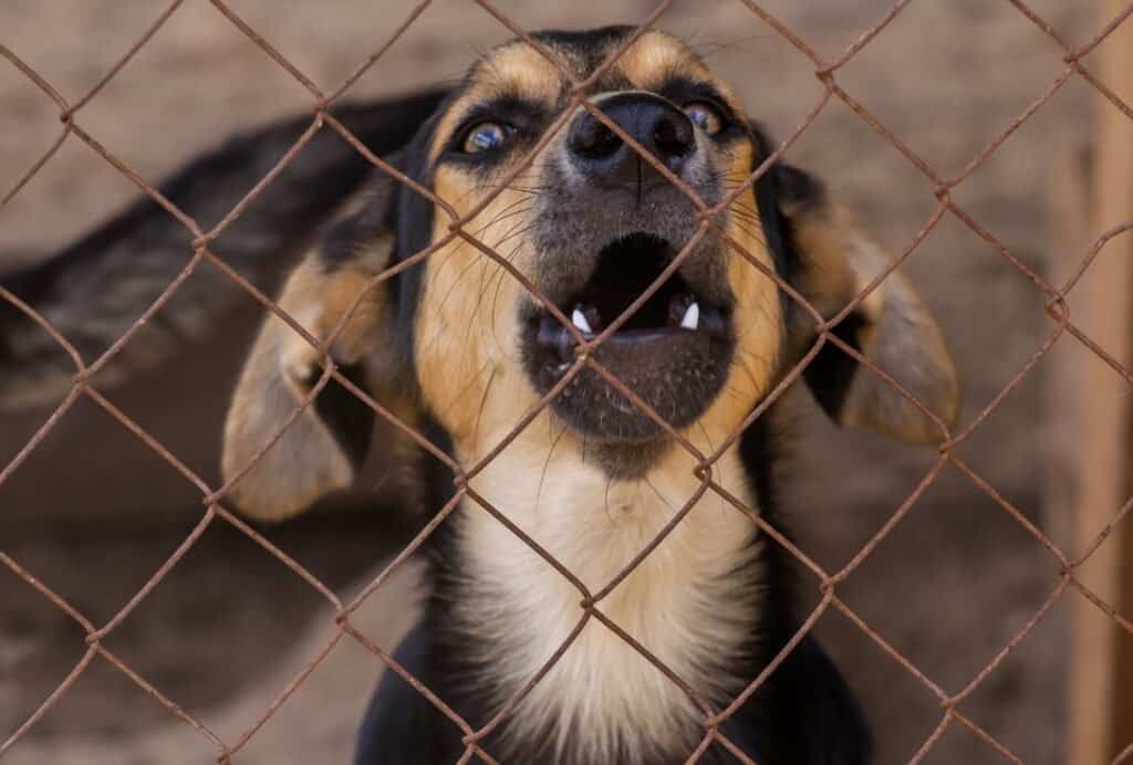 how to stop dog from crying in kennel