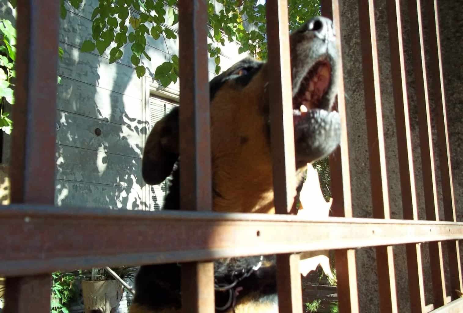7 Tips to Stop Your Dog from Whining in the Crate dogpackr