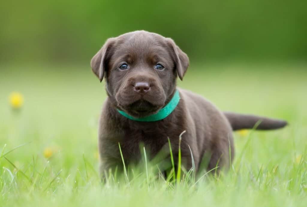 It's very important to have your puppy vaccinated at an early stage in order to have a healthy and happy pup