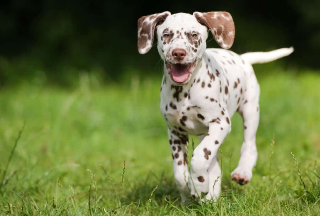 at what age do puppies get their first shots