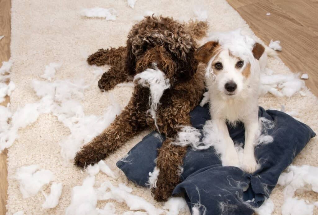 Chewing up furniture while you're gone is a clear sign for separation anxiety