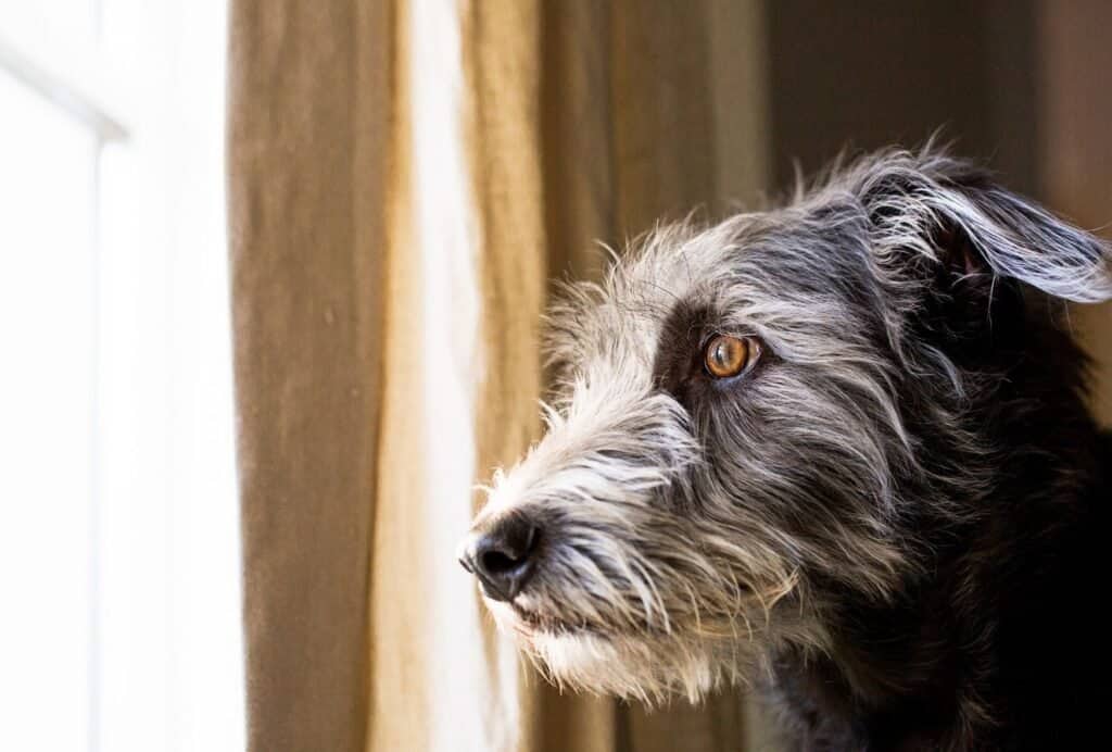 Separation anxiety doesn't mean your dog misses you. He's in fact stressed and anxious to be left behind by the pack, aka you...